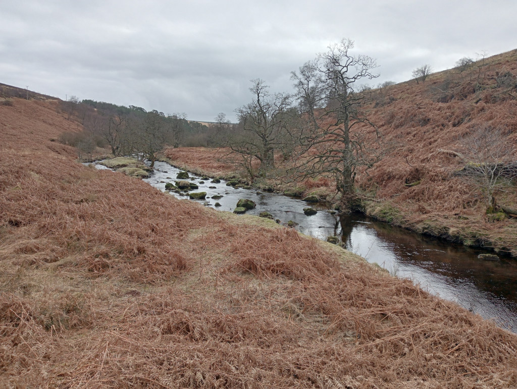 River, surrounded by ginger bracken and moss covered trees.