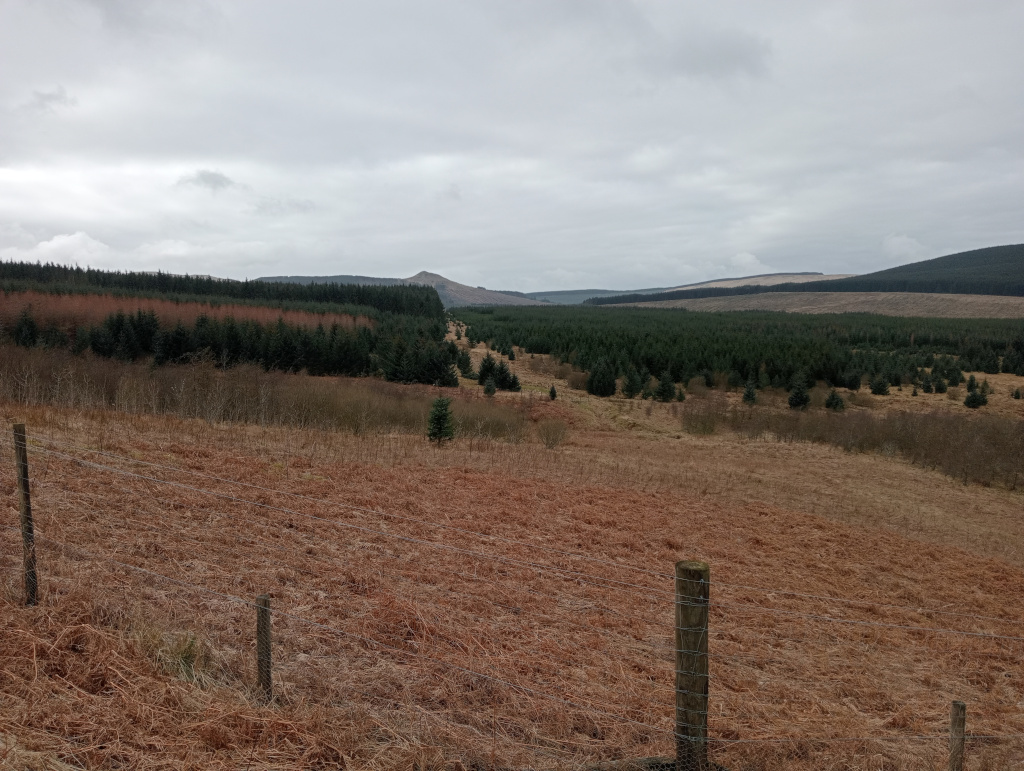 Bracken ginger hillside, dark green pine trees, in front of a barbwire fence.
