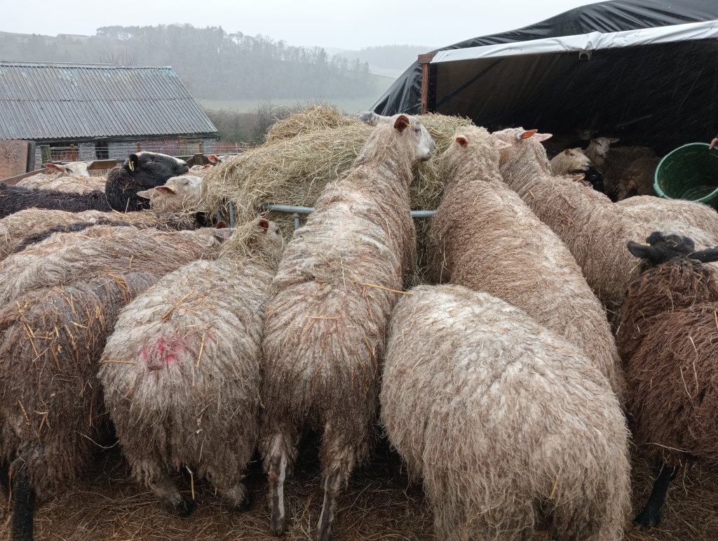 Sillage in the ring feeder, rewarding to see these sheep contented again.
