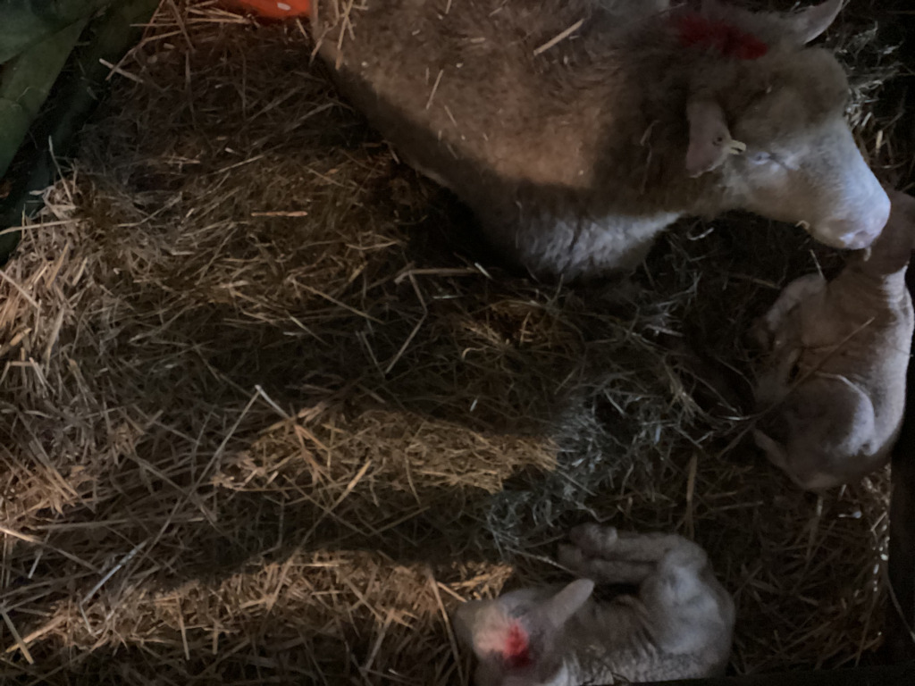 Dorset mother ewe with her two newborn lambs.