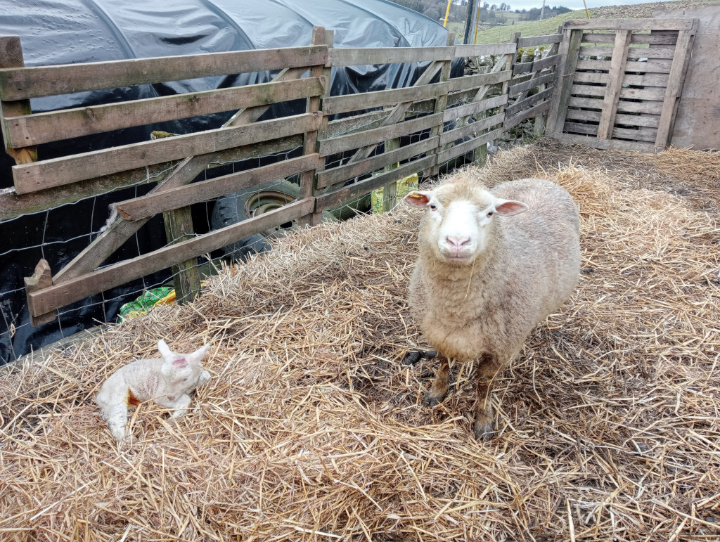 Dorset mother ewe with her newborn lamb, she's been a good mother.