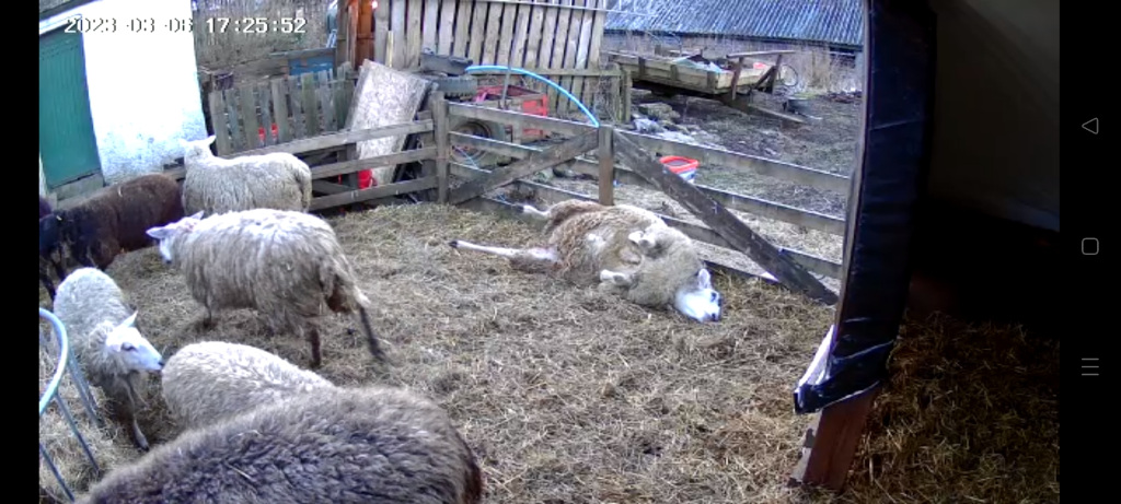 Mother ewe rolled onto her back, Charlie returned to the Farmhouse to roll her back onto her feet, no further problems.