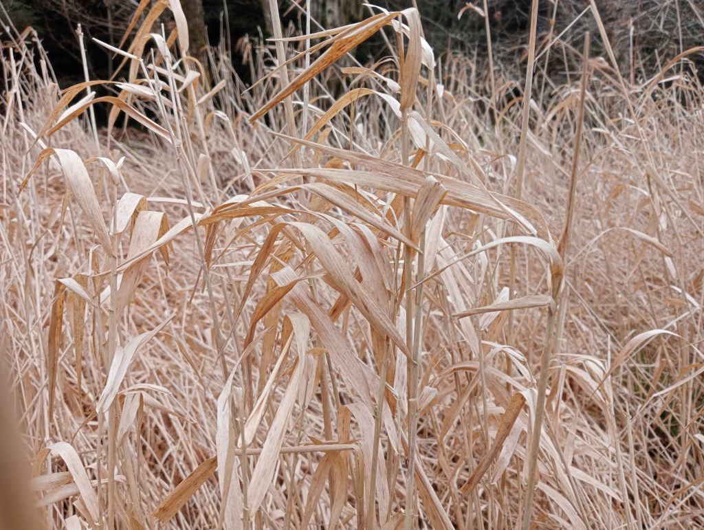 I adore the colour of reeds; the light golden colour really glows for me, reminisant of past times.
