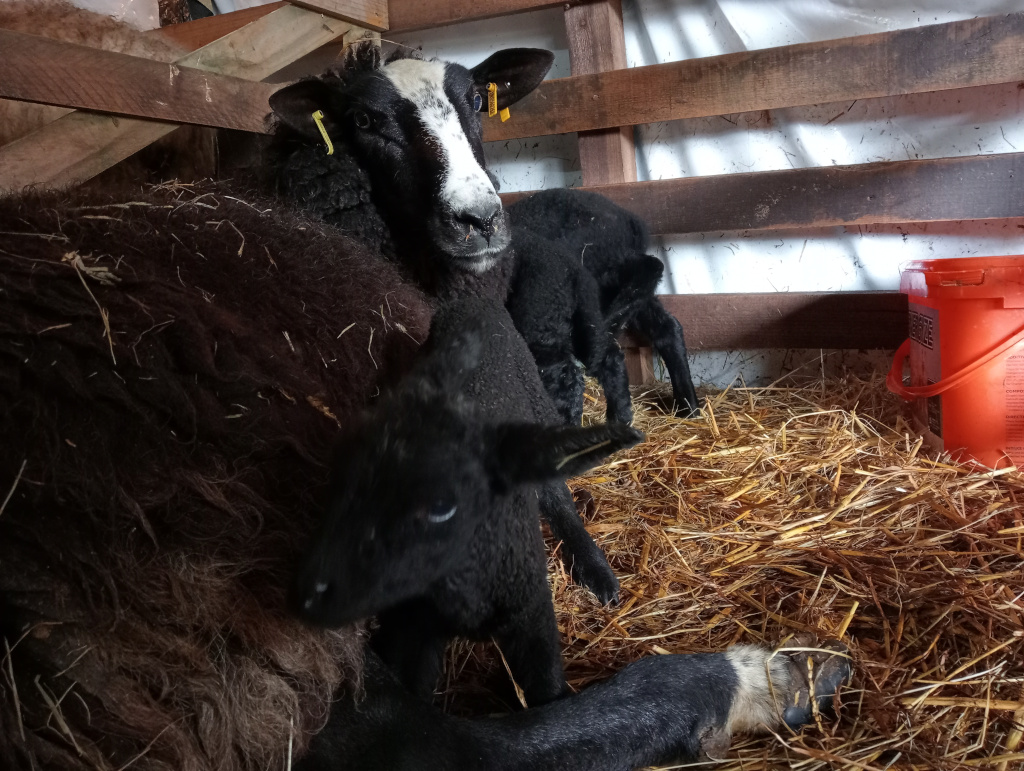 Zwartble mother ewe who gave birth to three lambs yesterday.