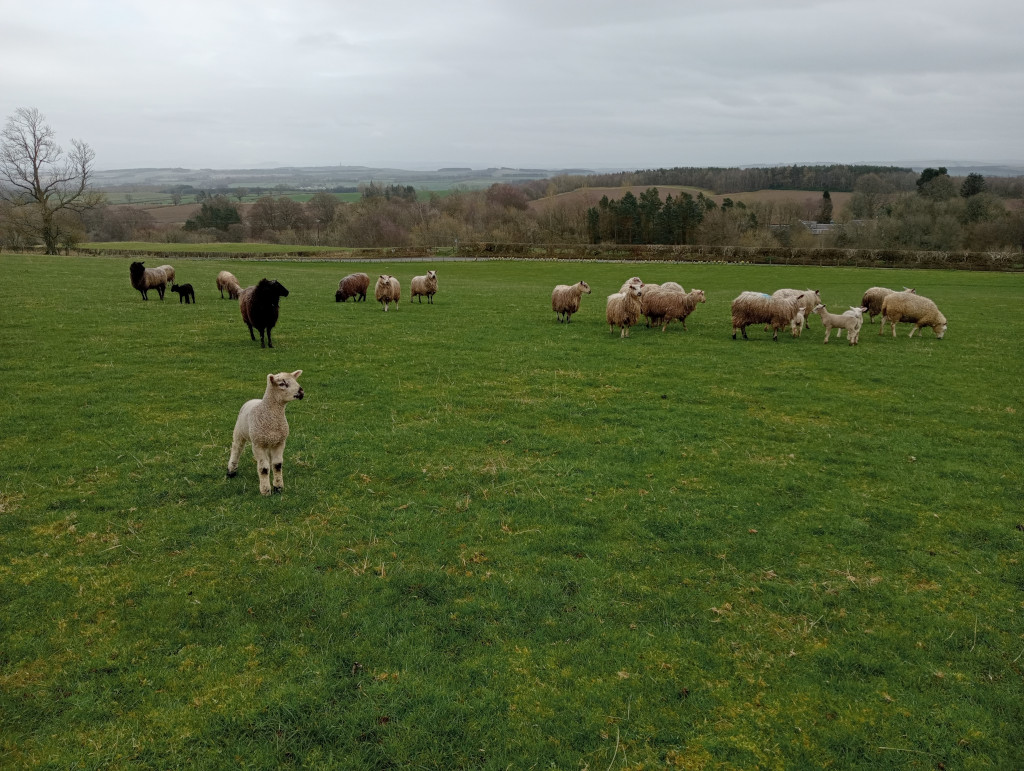 Ewes and lambs at grass keep.