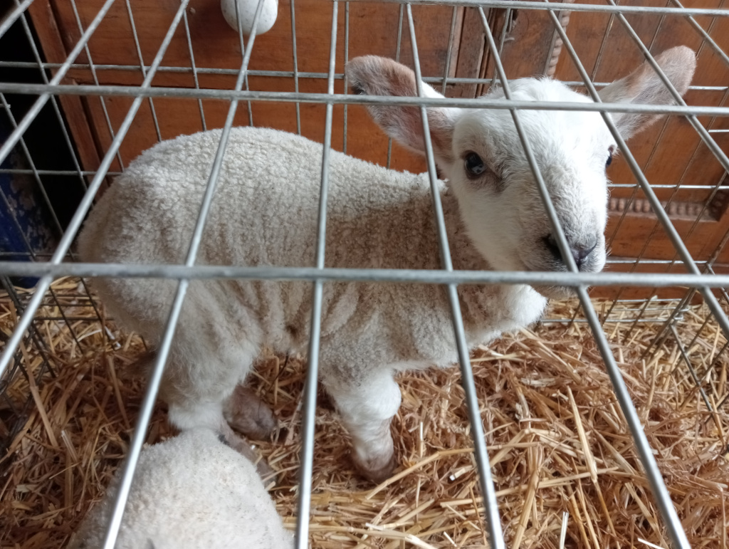 Six penny stand, the cage is bigger than it looks here. I am feeding this lamb every hour, he is only drinking small amounts.