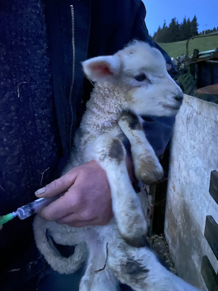 Poorly lamb gets an injection.