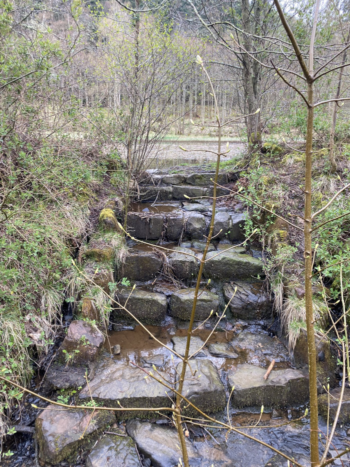 Water pours down stone steps, from a small woodland pond.