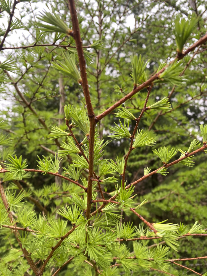 Bright green pine needles, stem from deep brown branches.