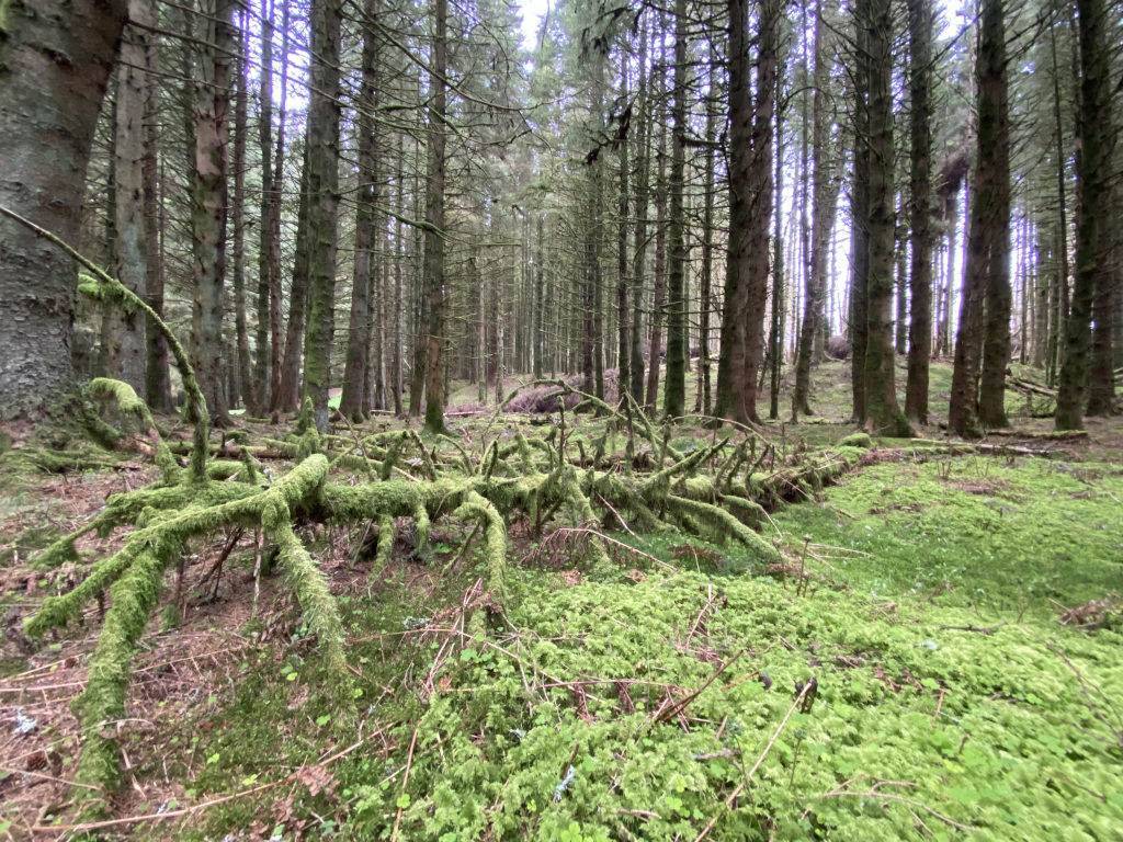 Fallen pine tree, cover in moss.