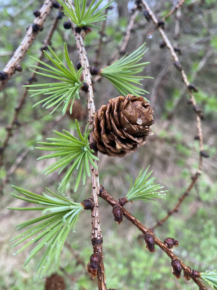 Brown pine cone growing upwards from a bowing branch.