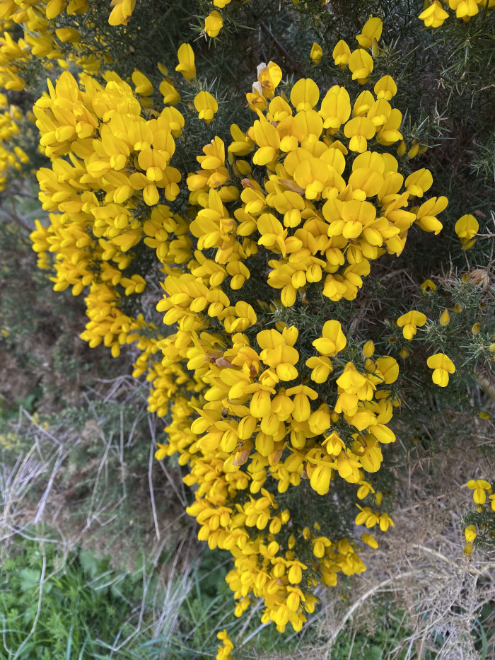 Bright yellow gorse flowers. Grass and earth are parched dry.