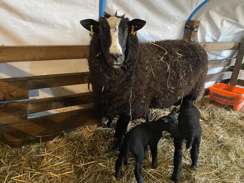 Pedigree Zwartble, she's eight years old and successfully birthed and reared triplets.