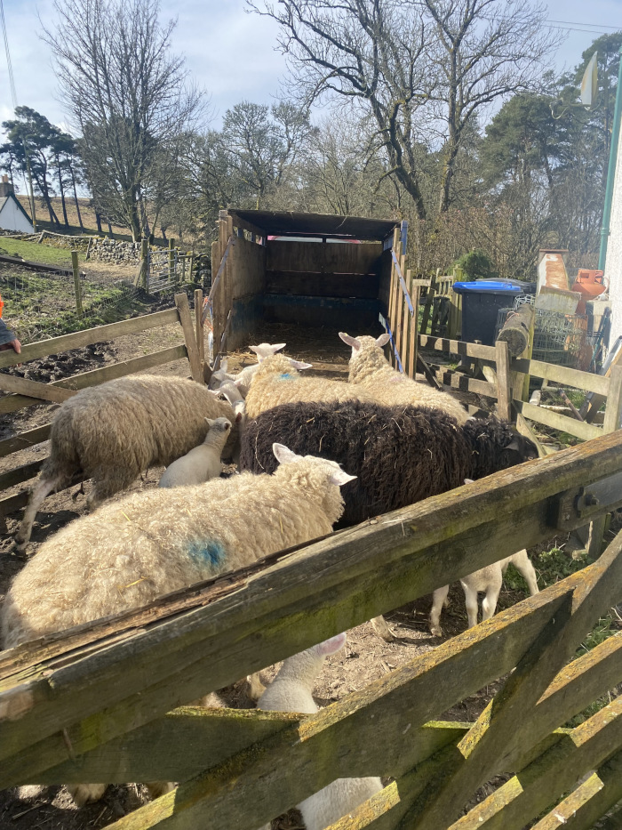 penned ewes and lambs being loaded into a trailer