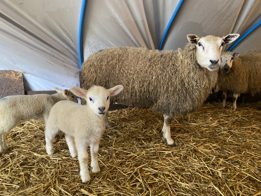 Lambs are cute, even when their cuteness becomes normalised, moments of cuteness reappear.