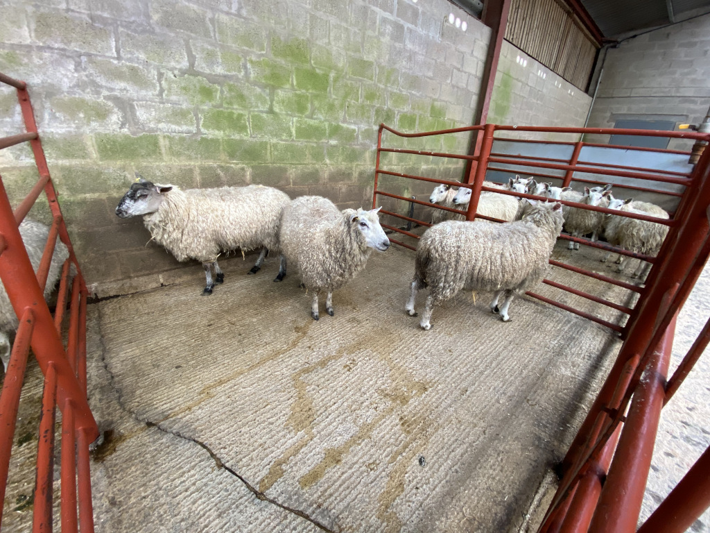 Three teeswater ewes penned, nervously awaiting to be sold.