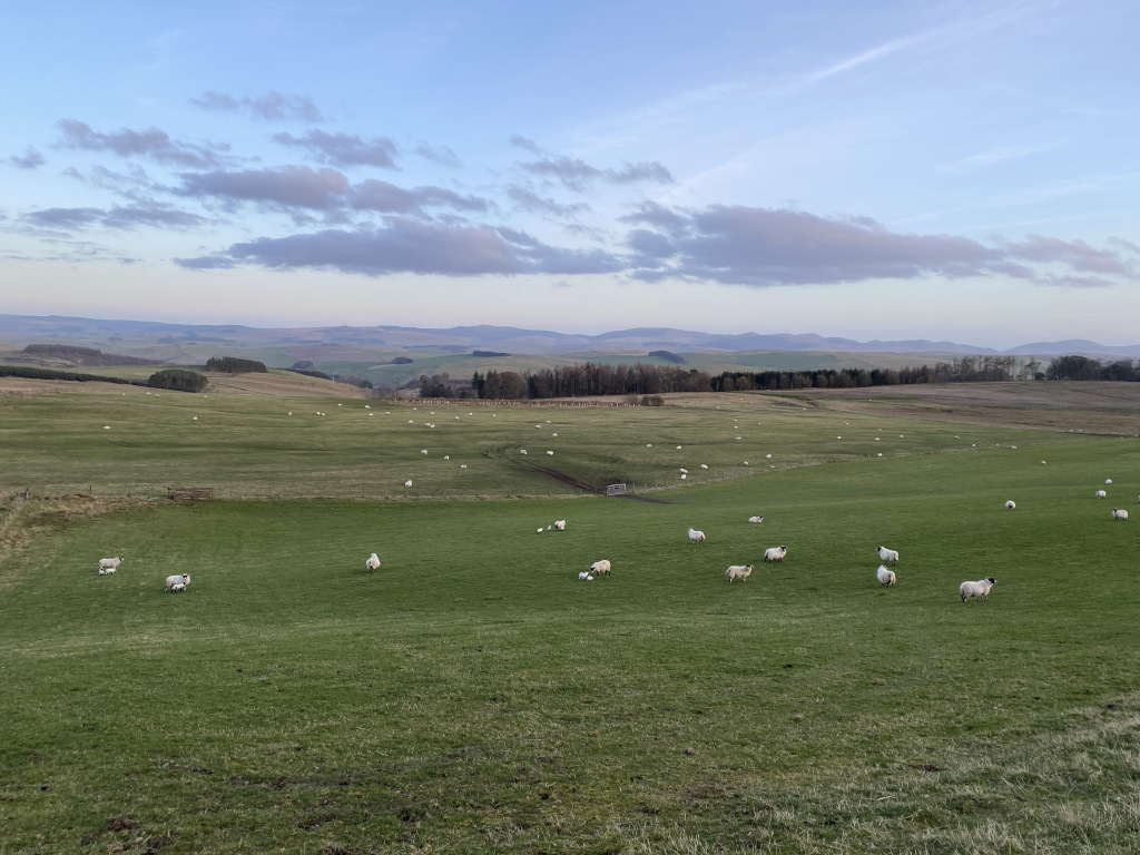 Scottish Blackface sheep grazing.
