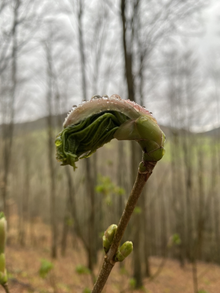 A bud bows to unfold, rolling out a leaf from left to right.
