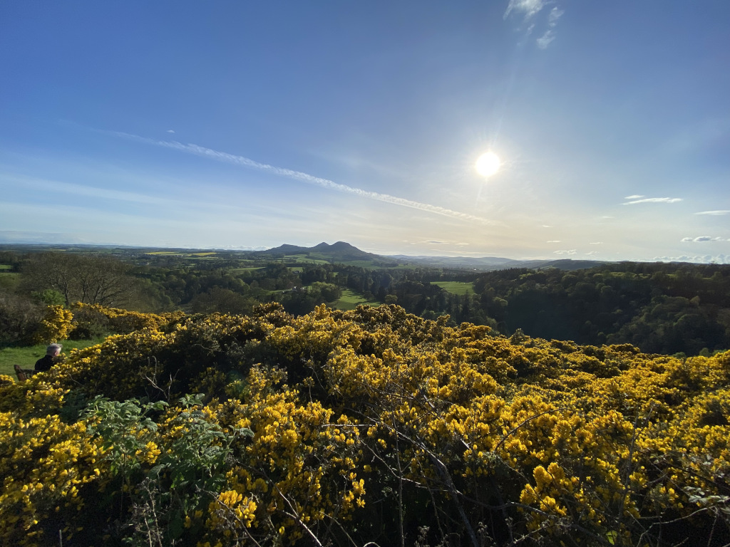 a distant view of the verdant elidon hills, a clear blue sky, presented with a contrast of yellow gorse.