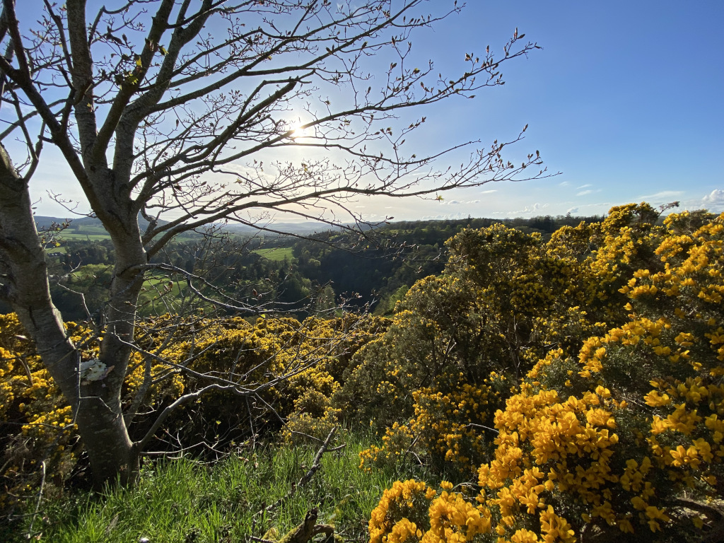 a small tree overshadows bright yellow gorse, below a dark green pine woodland surrounded by green fields, rolling hills.