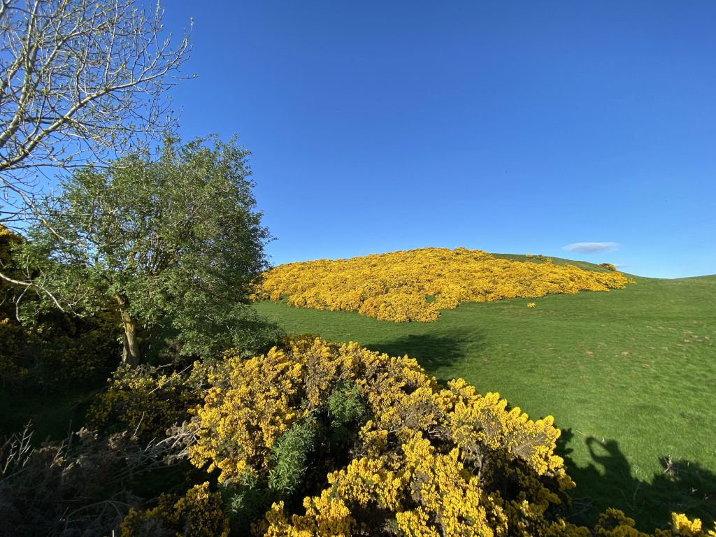 a small tree overshadows bright yellow gorse, below a dark green pine woodland surrounded by green fields, rolling hills.