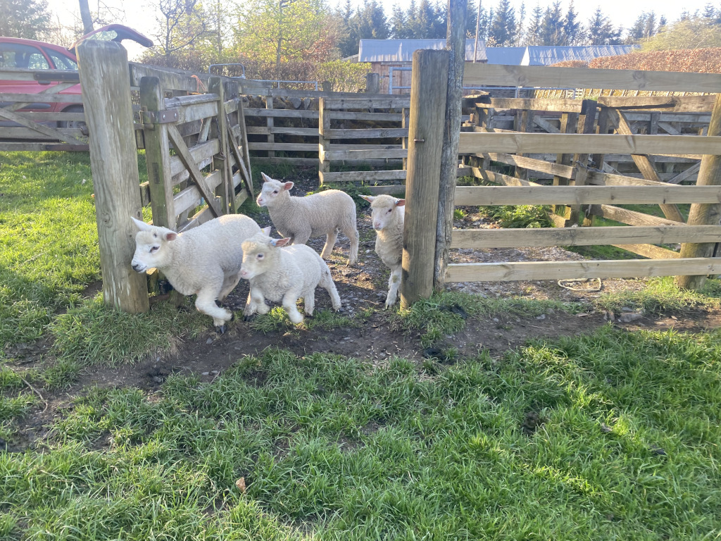 approached lambs run through a gate into an open field from a run.