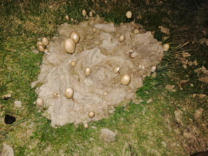 Fungi growing on poop