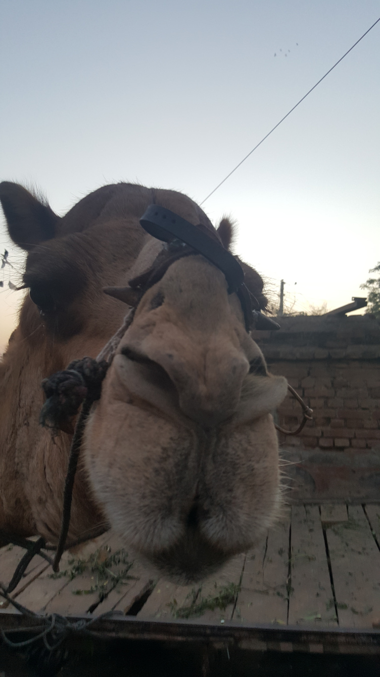 Camel, Gujarati is a desert made arraible