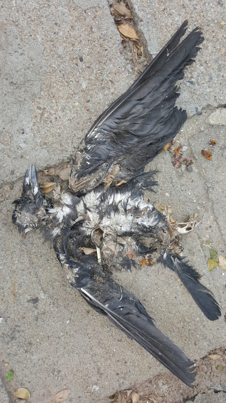 Dead bird in the street