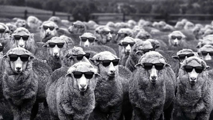 A flock of sheep wearing dark sunglasses